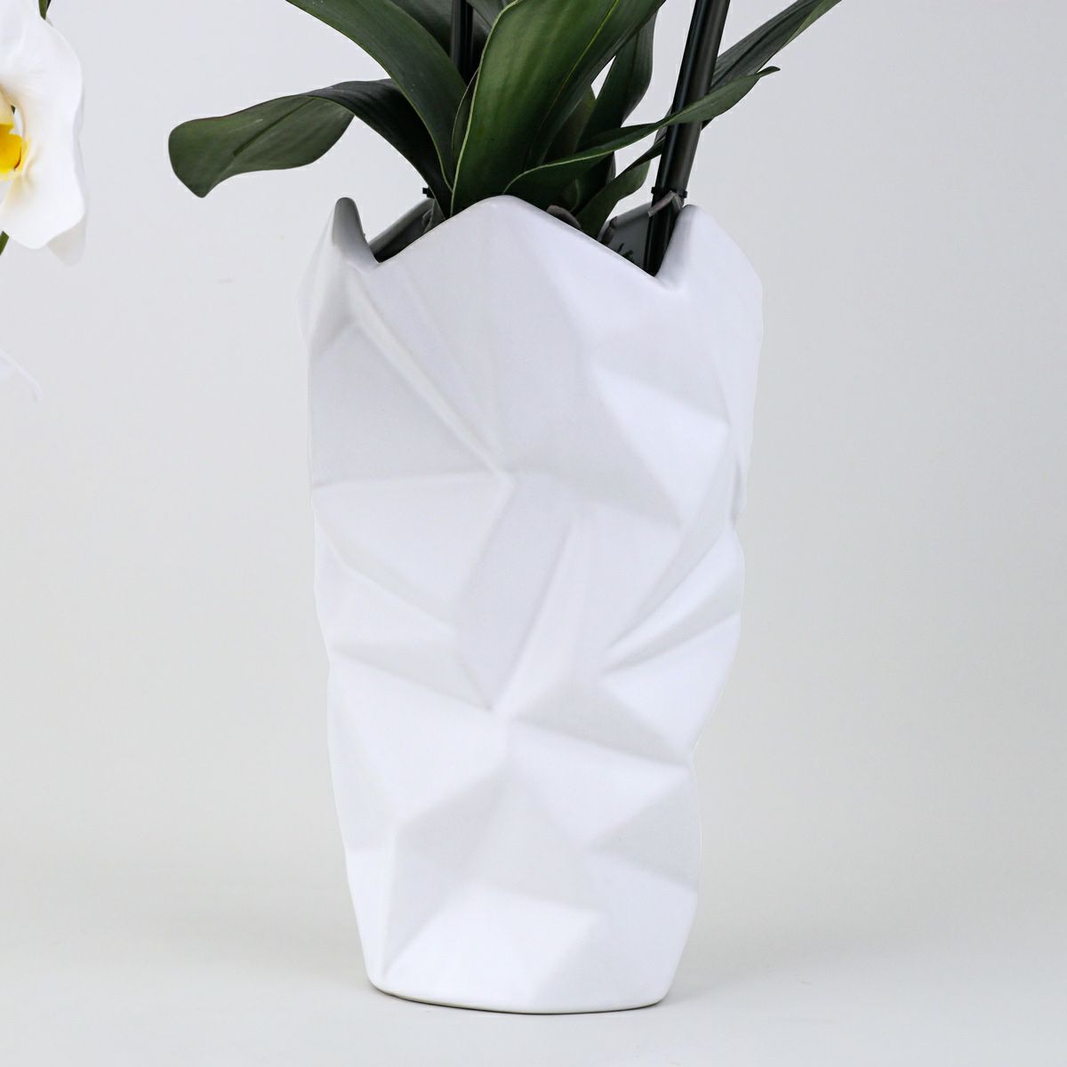 胡蝶蘭 2本立 はくらん[08]