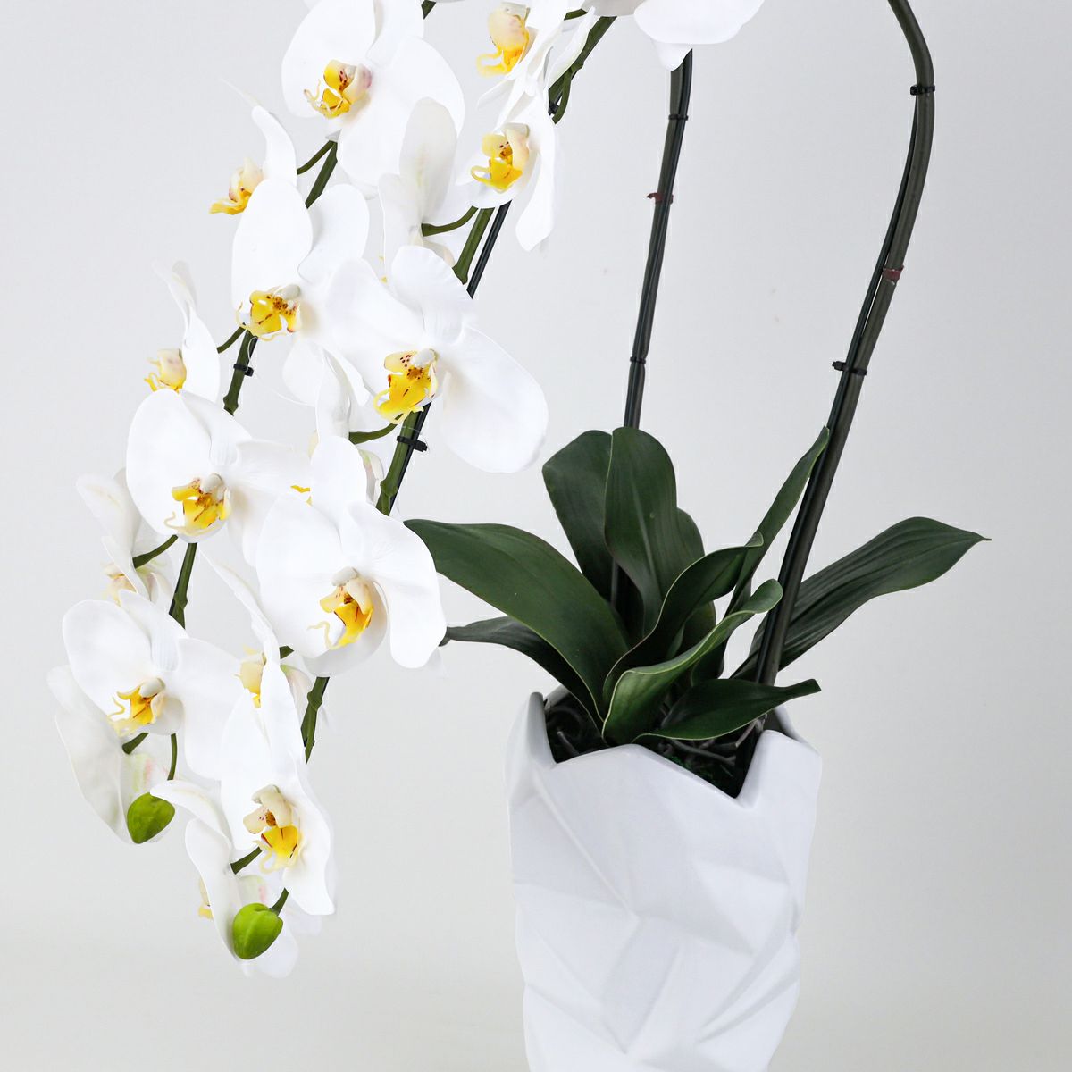 胡蝶蘭 2本立 はくらん[08]