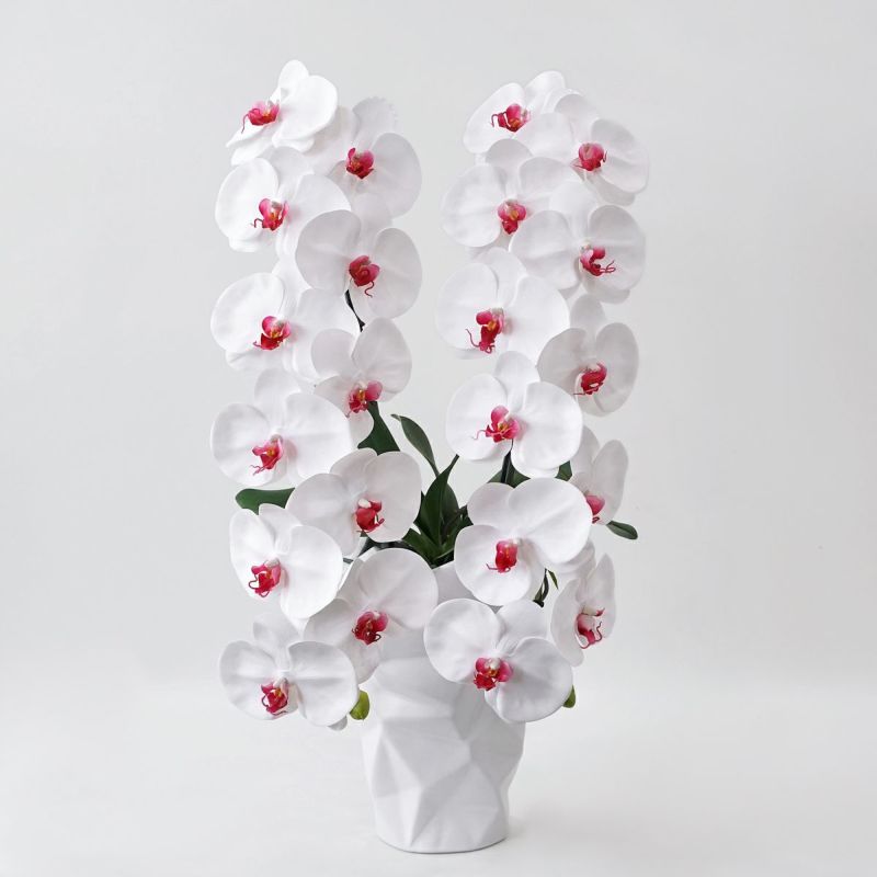 胡蝶蘭 2本立 はくらん[09]