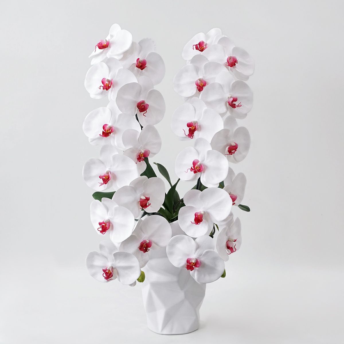 胡蝶蘭 2本立 はくらん[09]