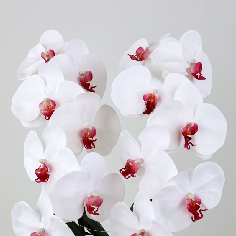 胡蝶蘭 2本立 はくらん[09]