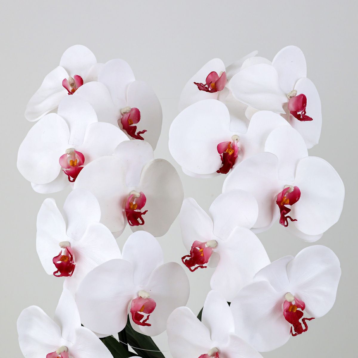 胡蝶蘭 2本立 はくらん[09]