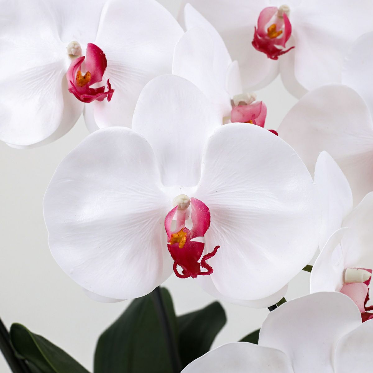 胡蝶蘭 2本立 はくらん[09]