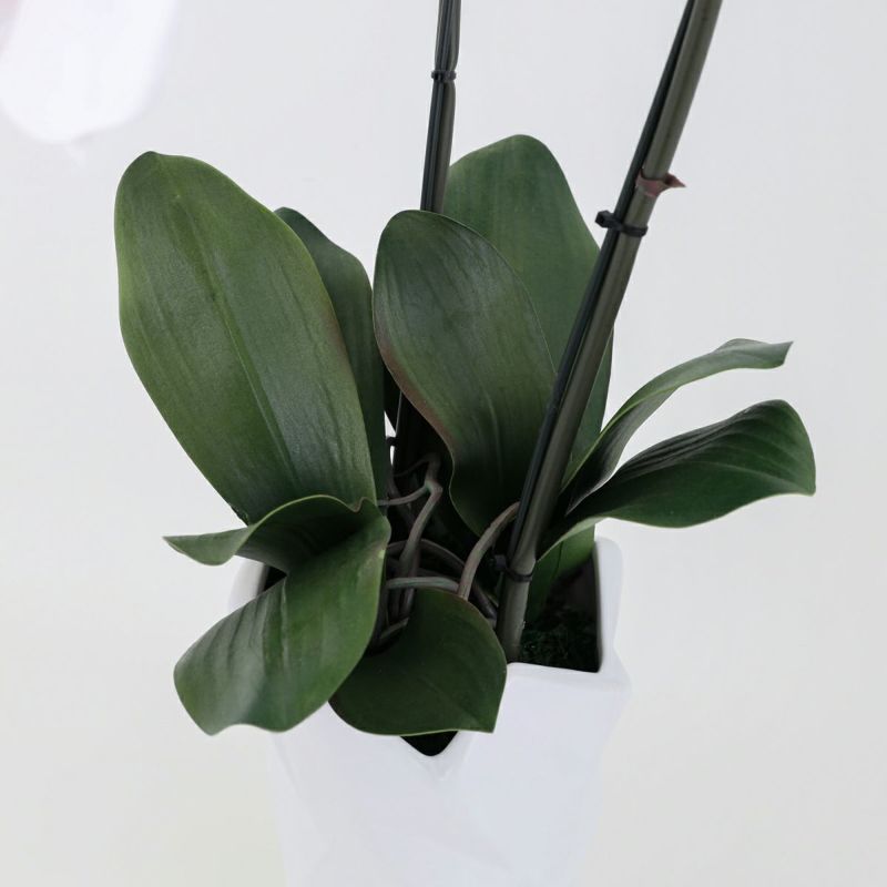 胡蝶蘭 2本立 はくらん[09]