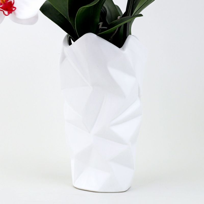 胡蝶蘭 2本立 はくらん[09]