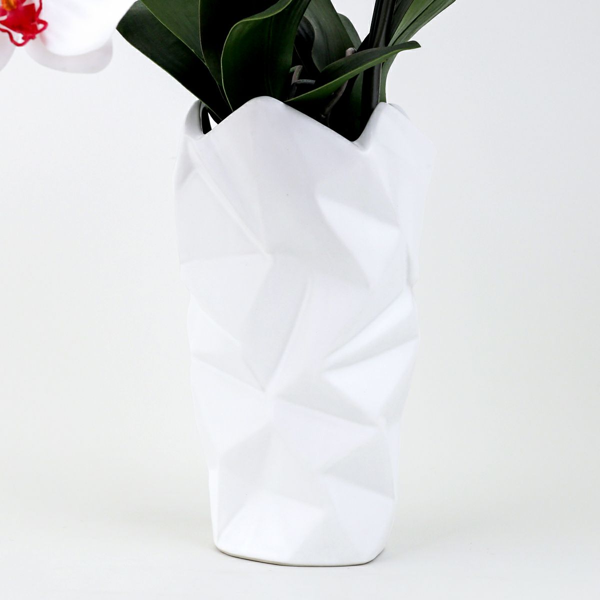 胡蝶蘭 2本立 はくらん[09]