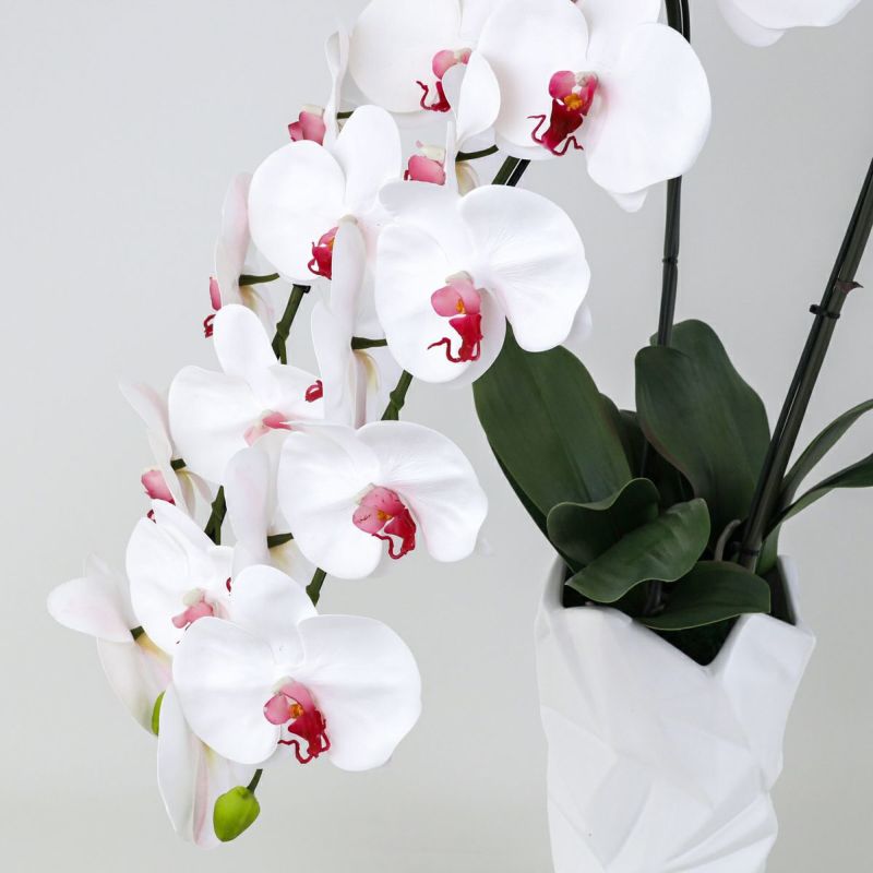 胡蝶蘭 2本立 はくらん[09]