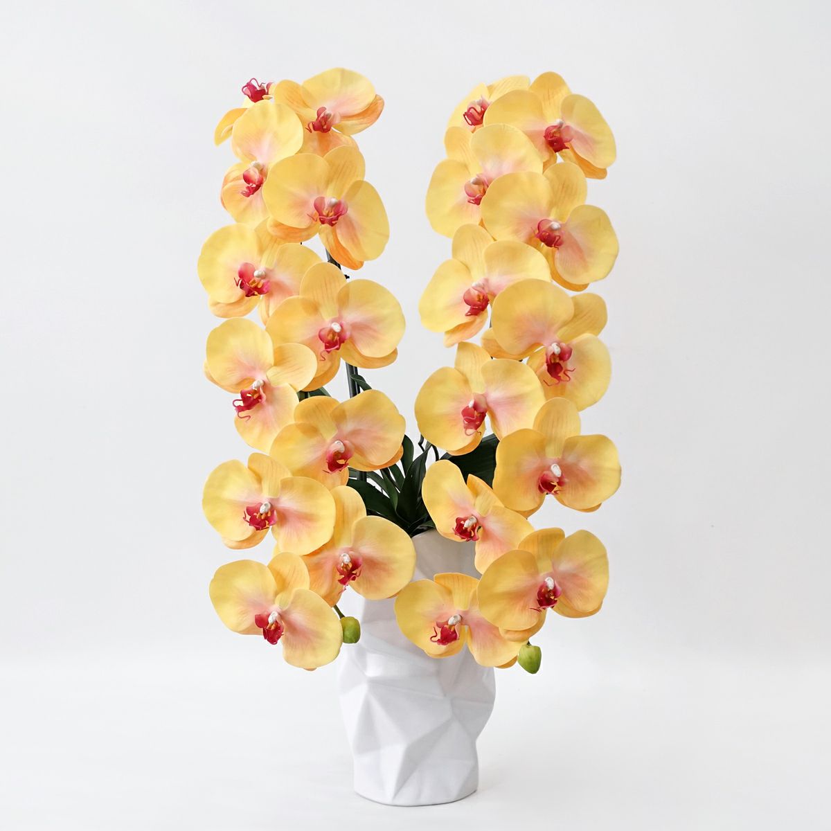 胡蝶蘭 2本立 はくらん[10]