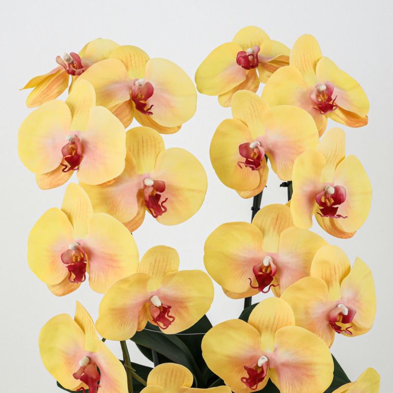 胡蝶蘭 2本立 はくらん[10]