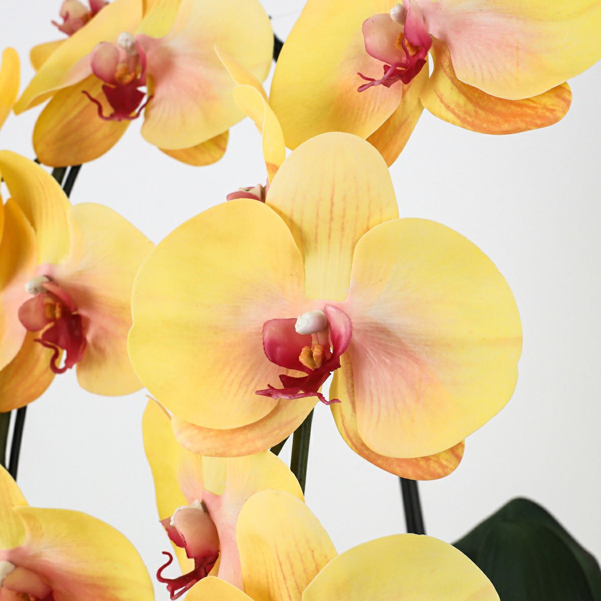 胡蝶蘭 2本立 はくらん[10]