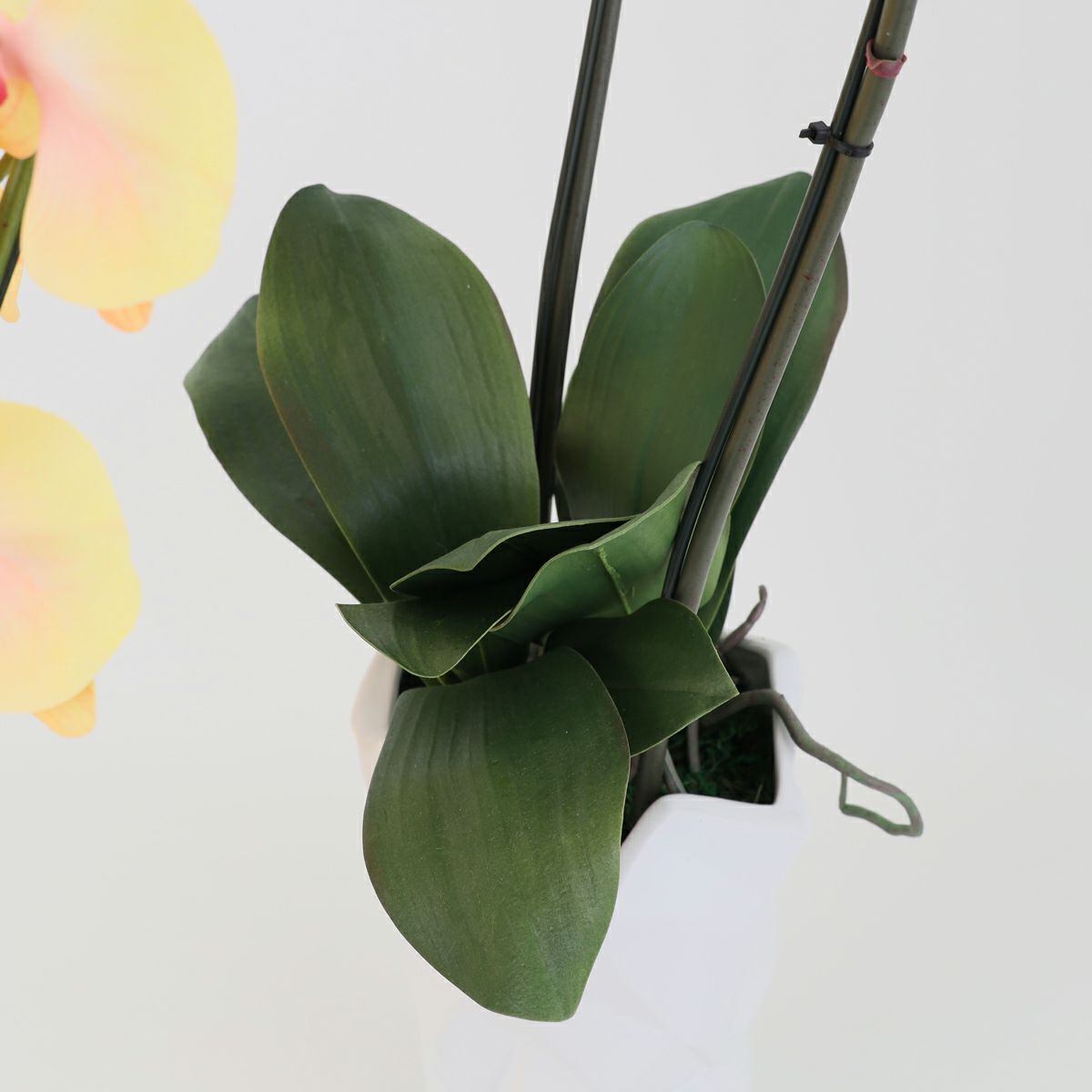 胡蝶蘭 2本立 はくらん[10]