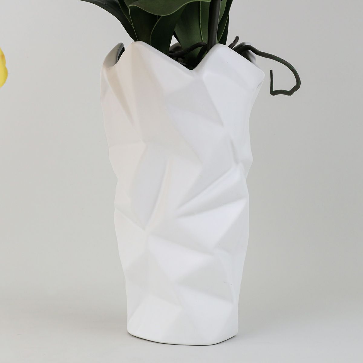 胡蝶蘭 2本立 はくらん[10]