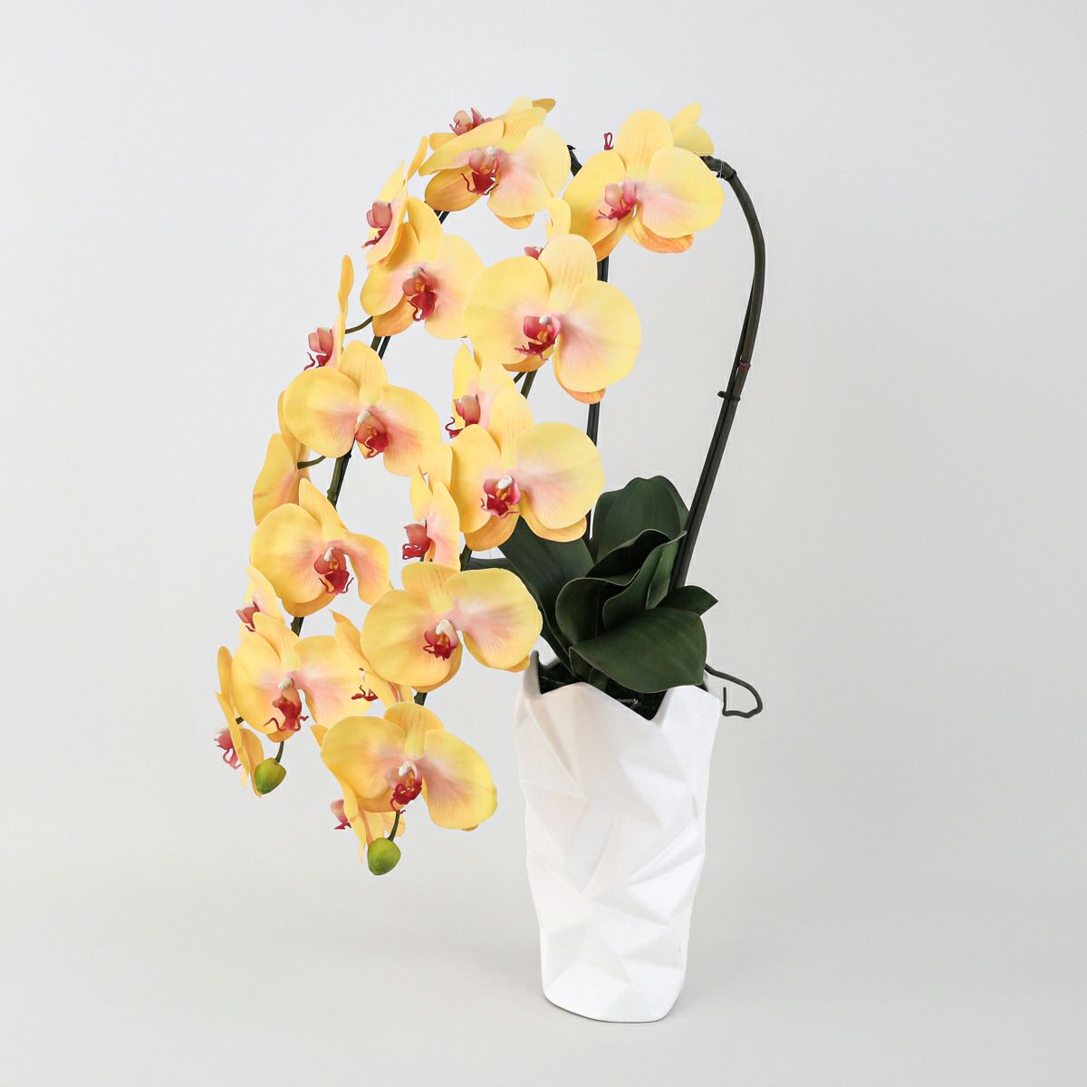 胡蝶蘭 2本立 はくらん[10]