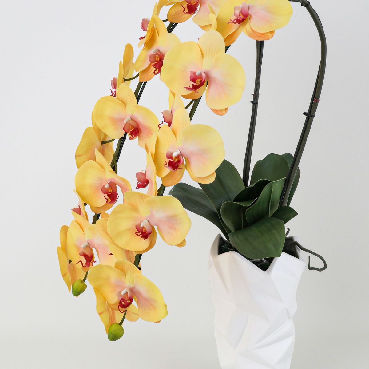 胡蝶蘭 2本立 はくらん[10]