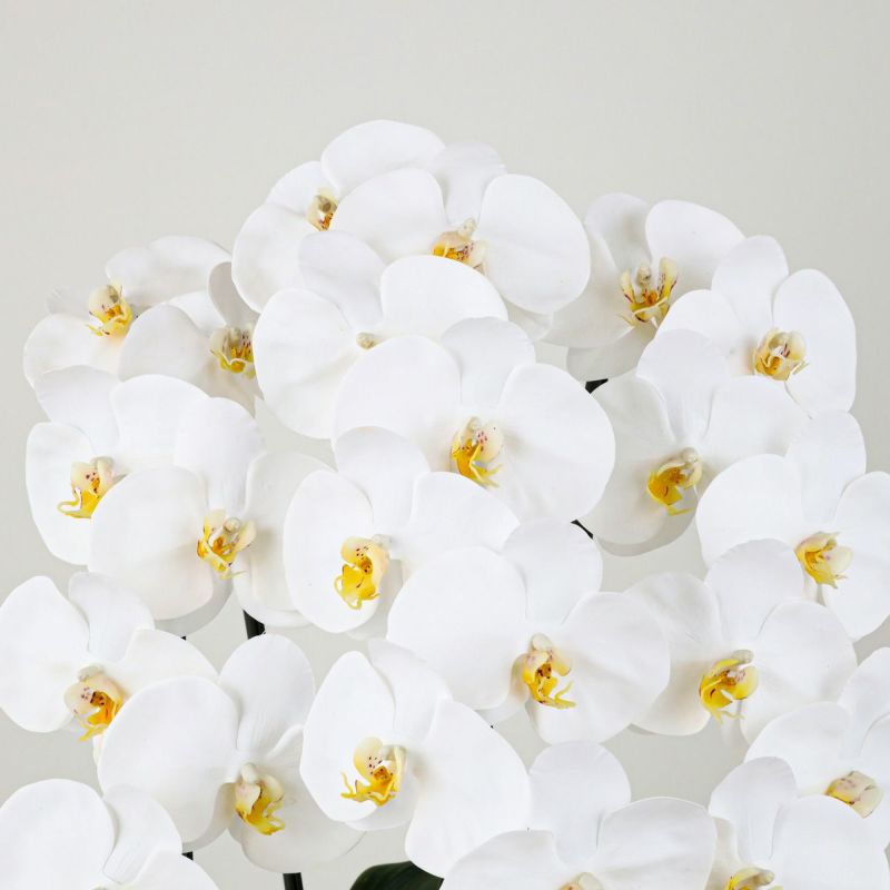 胡蝶蘭 3本立 はくらん[11]