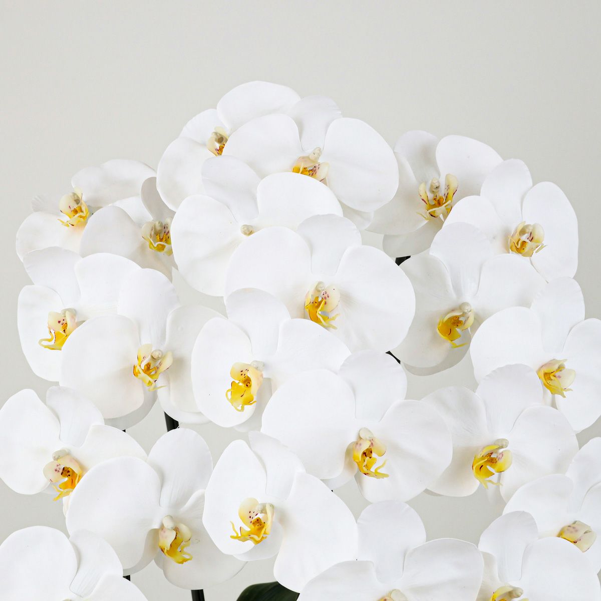 胡蝶蘭 3本立 はくらん[11]