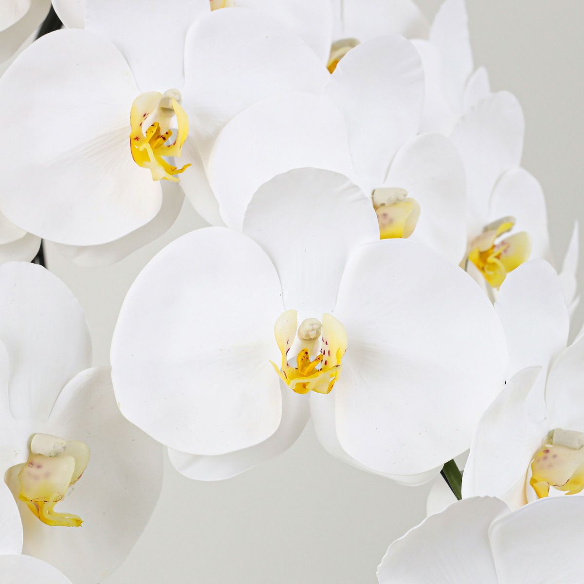 胡蝶蘭 3本立 はくらん[11]