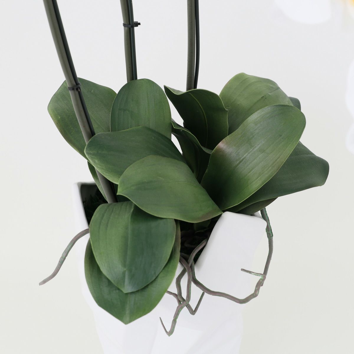 胡蝶蘭 3本立 はくらん[11]