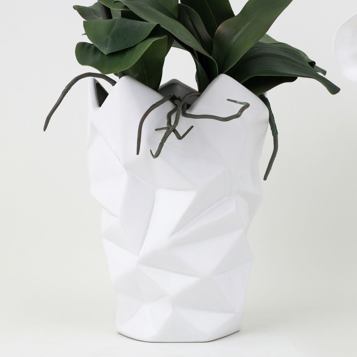 胡蝶蘭 3本立 はくらん[11]