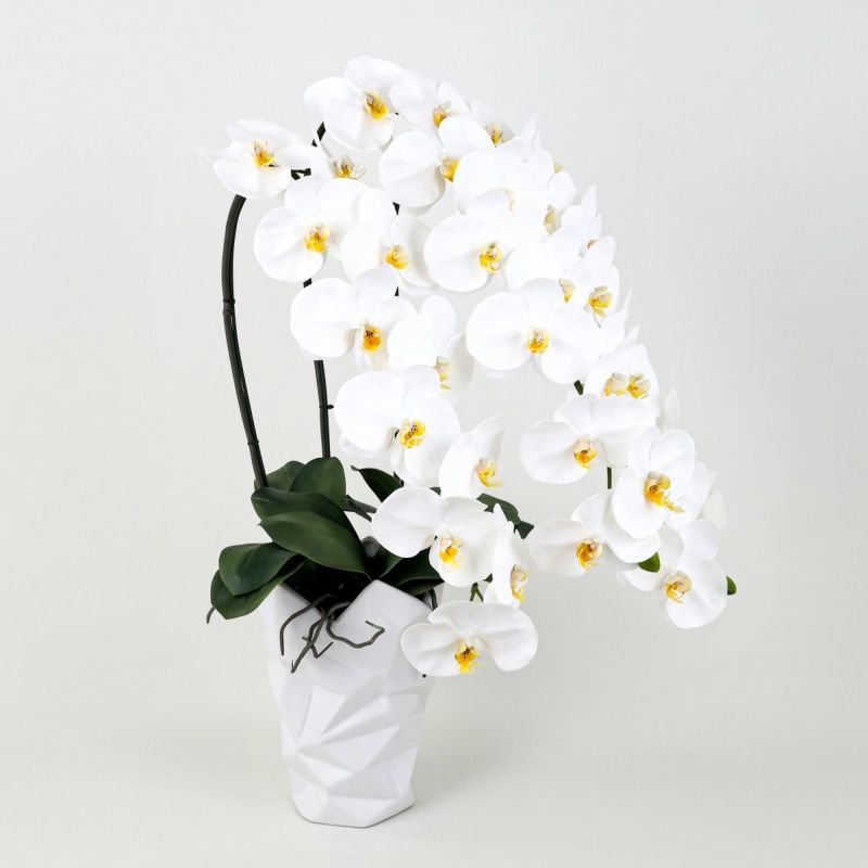 胡蝶蘭 3本立 はくらん[11]