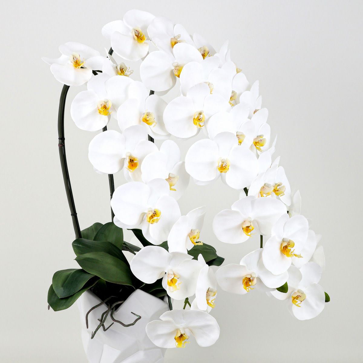 胡蝶蘭 3本立 はくらん[11]