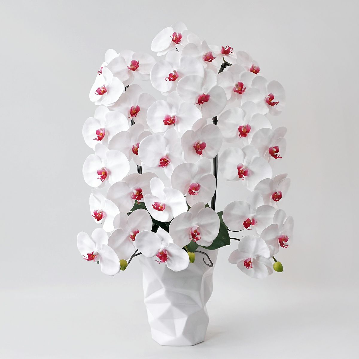 胡蝶蘭 3本立 はくらん[12]