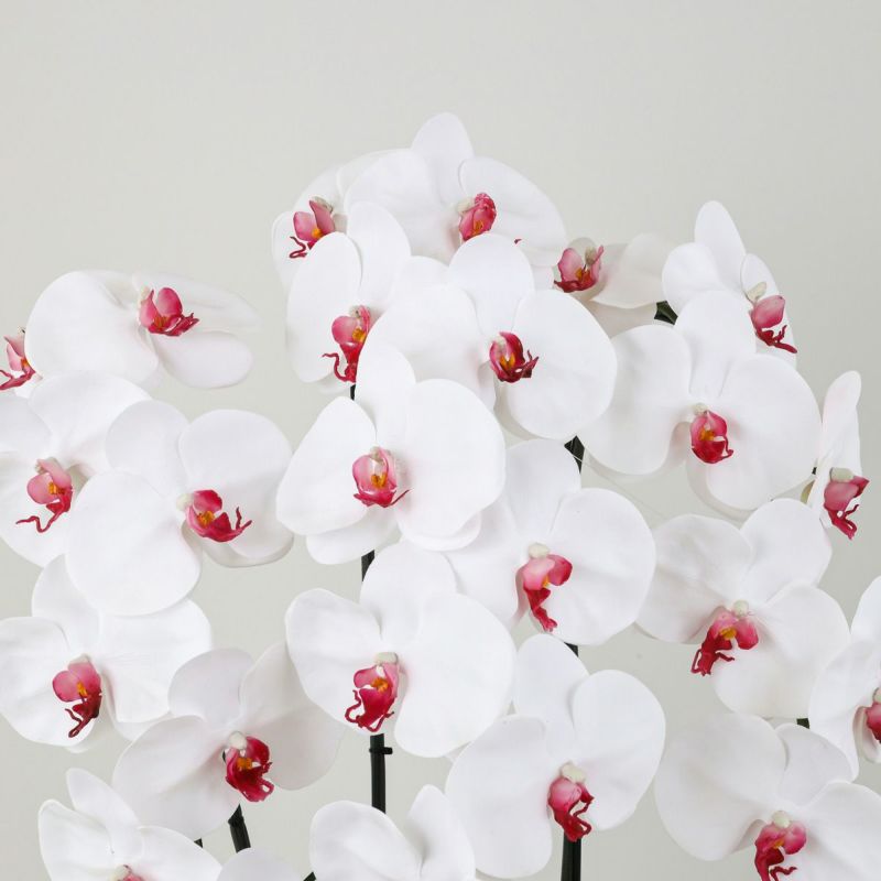 胡蝶蘭 3本立 はくらん[12]