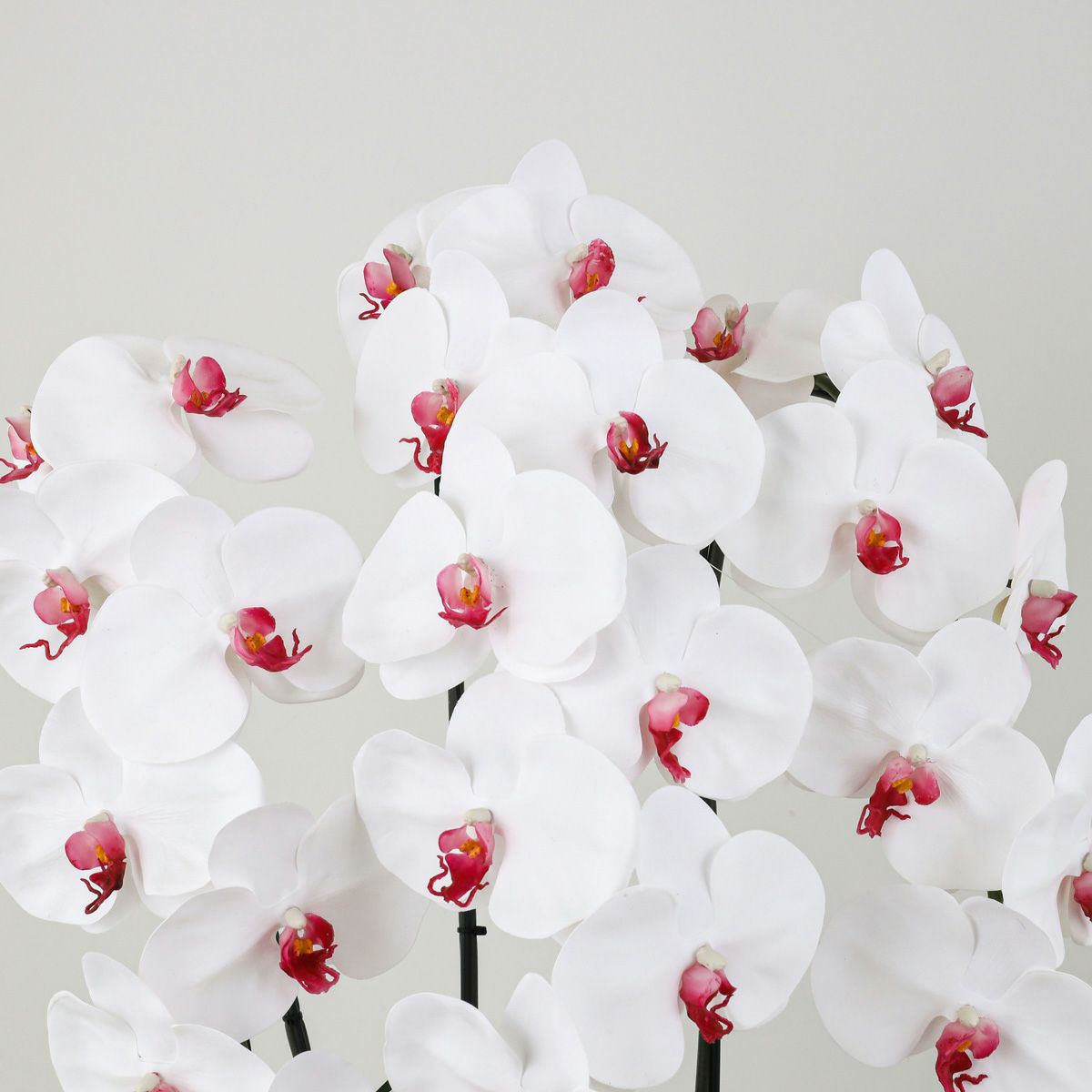 胡蝶蘭 3本立 はくらん[12]