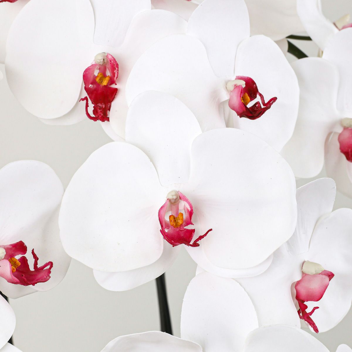 胡蝶蘭 3本立 はくらん[12]