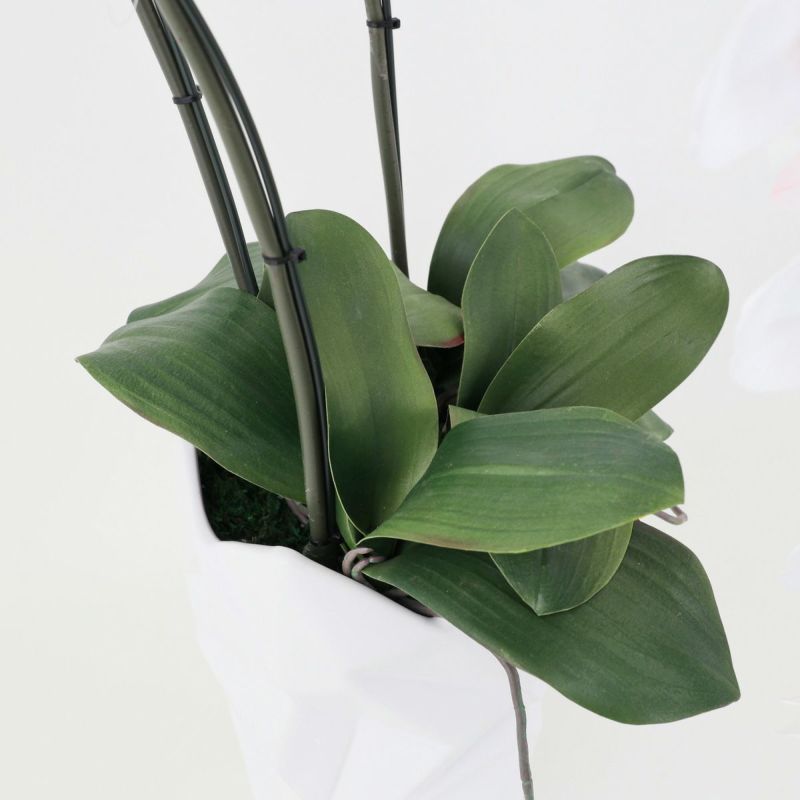 胡蝶蘭 3本立 はくらん[12]