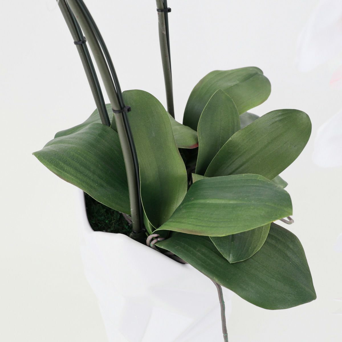 胡蝶蘭 3本立 はくらん[12]