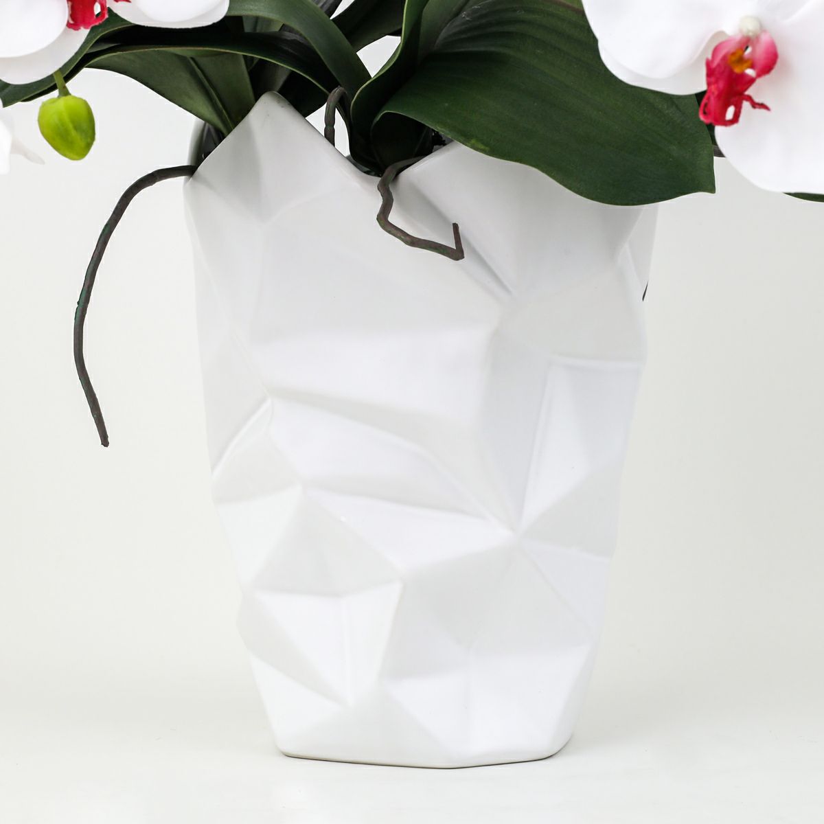 胡蝶蘭 3本立 はくらん[12]