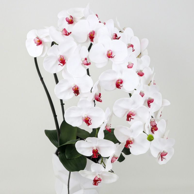 胡蝶蘭 3本立 はくらん[12]