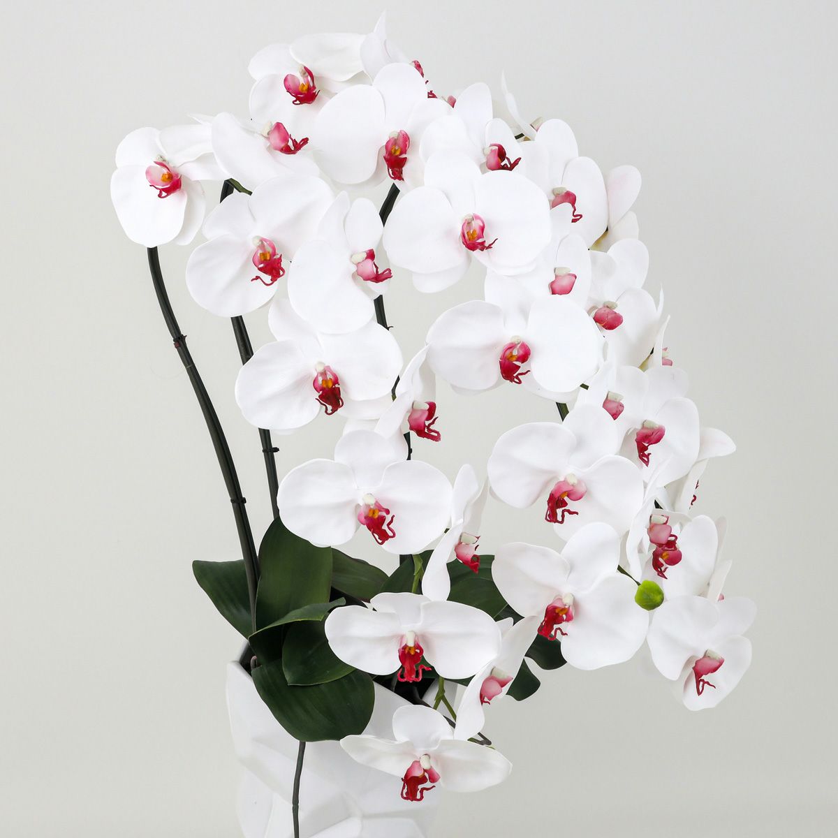 胡蝶蘭 3本立 はくらん[12]