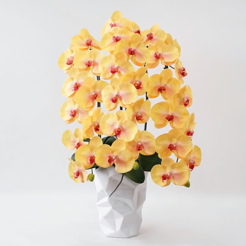 胡蝶蘭 3本立 はくらん[13]