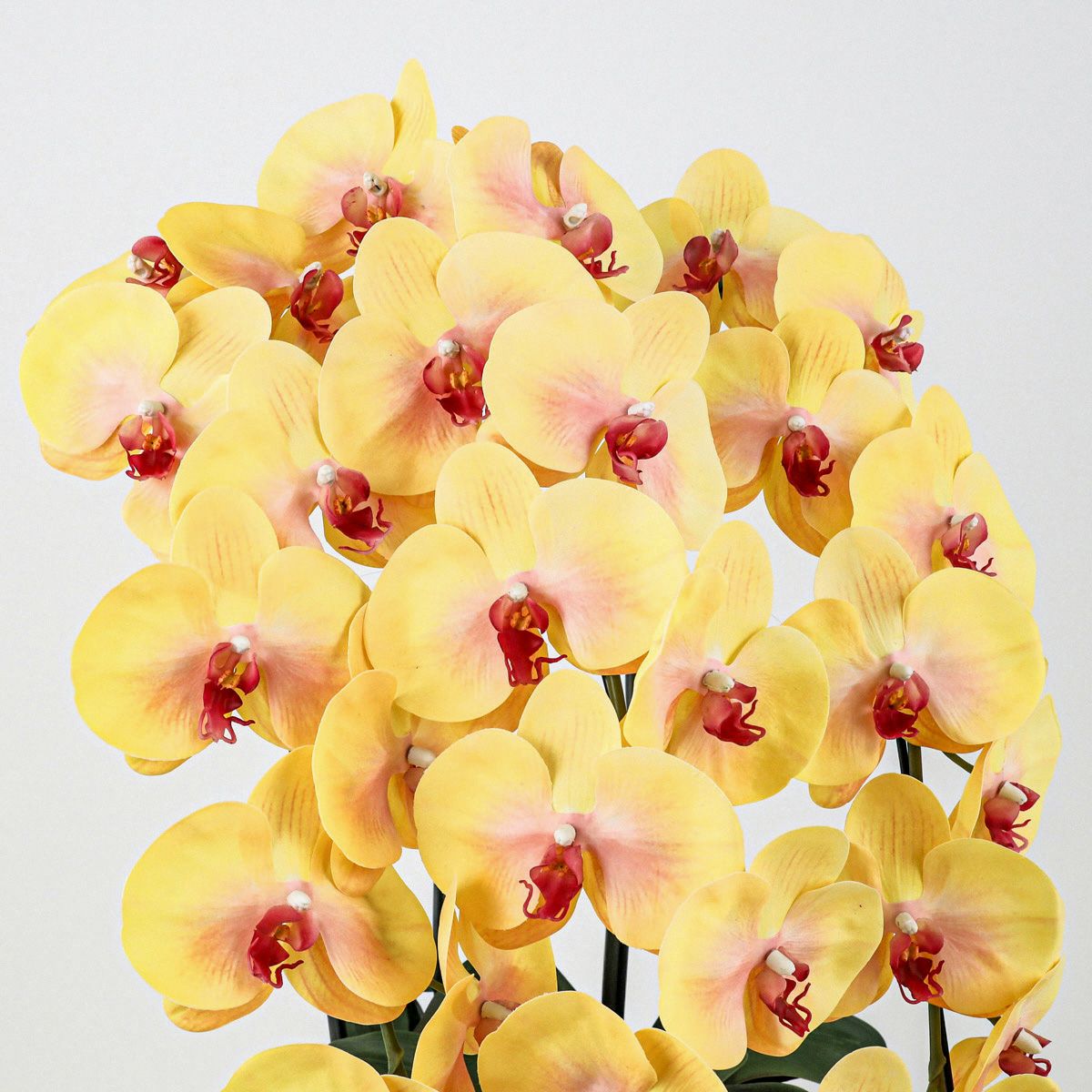 胡蝶蘭 3本立 はくらん[13]