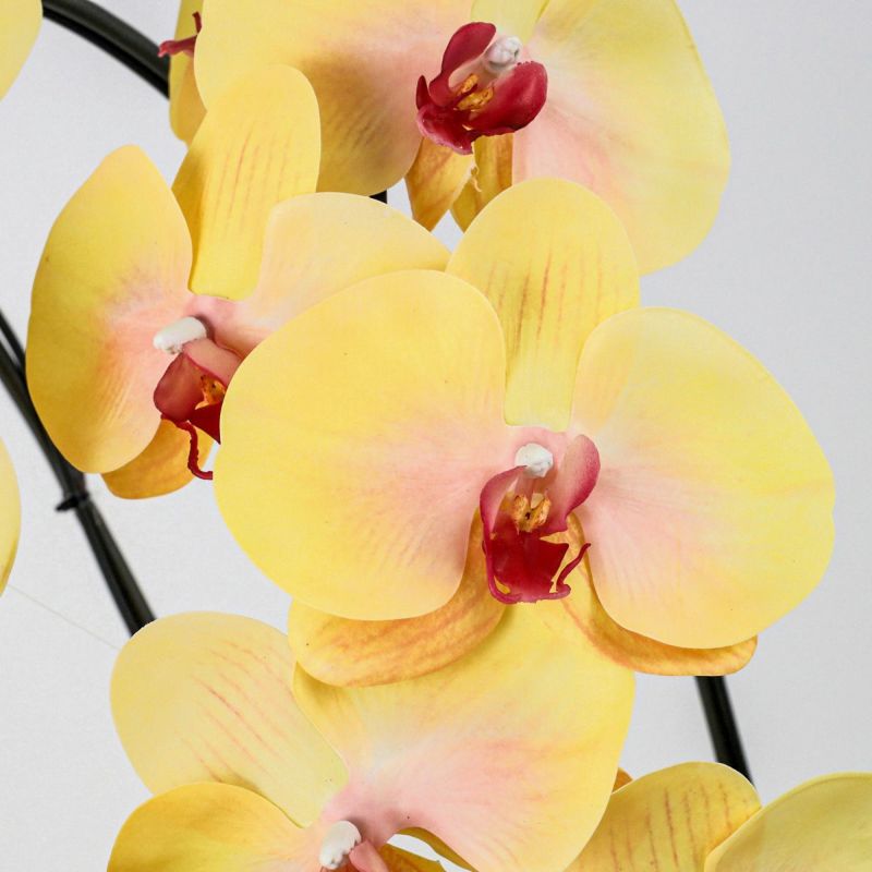 胡蝶蘭 3本立 はくらん[13]