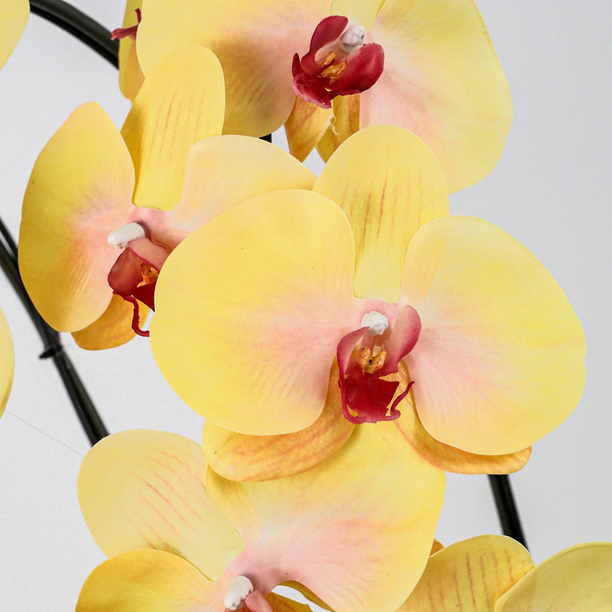 胡蝶蘭 3本立 はくらん[13]