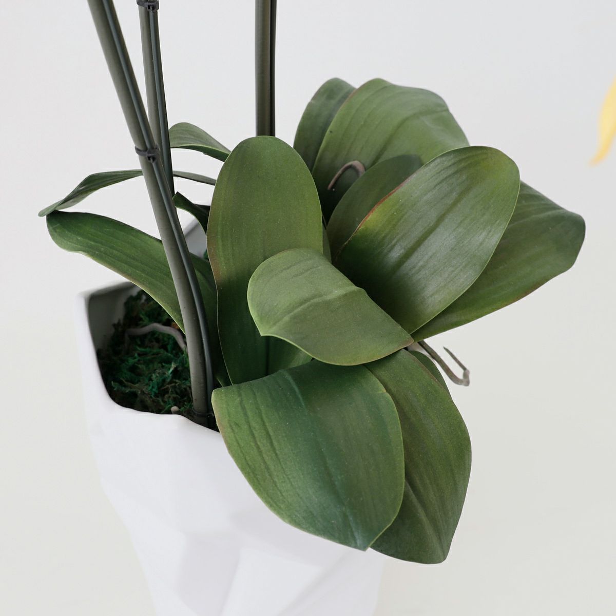 胡蝶蘭 3本立 はくらん[13]