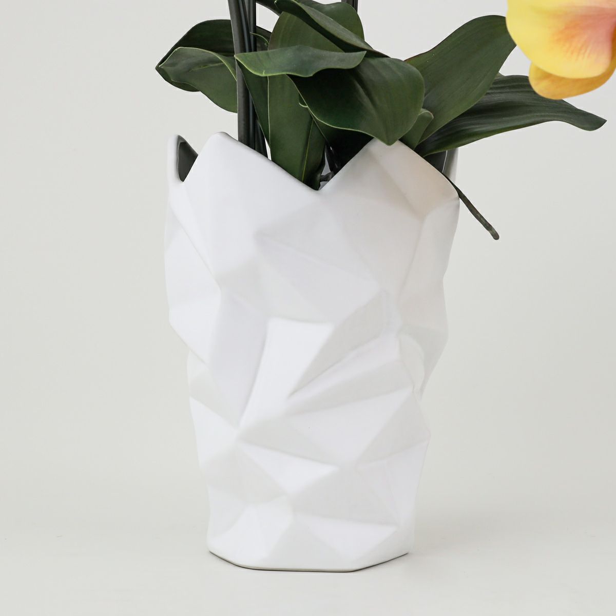 胡蝶蘭 3本立 はくらん[13]