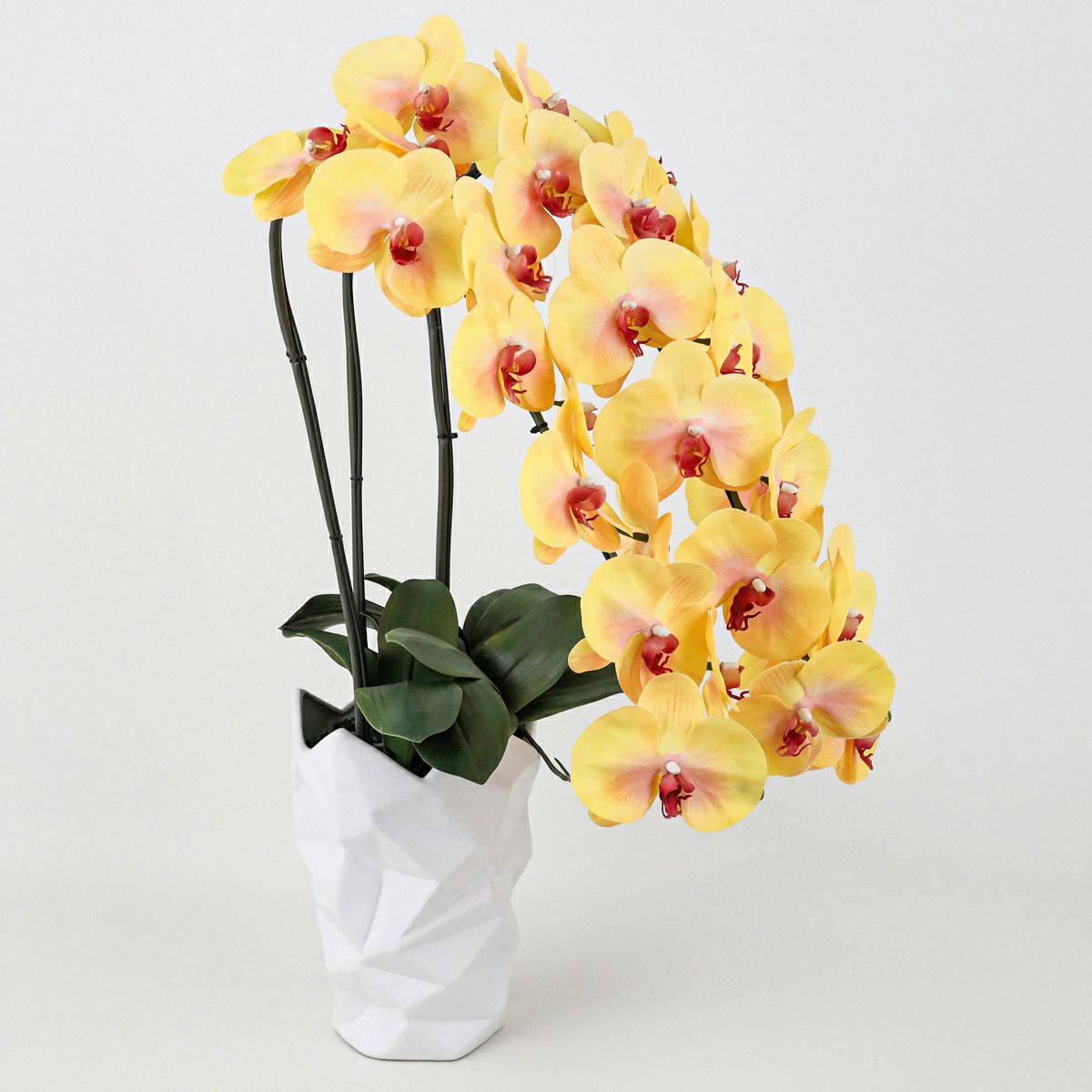 胡蝶蘭 3本立 はくらん[13]