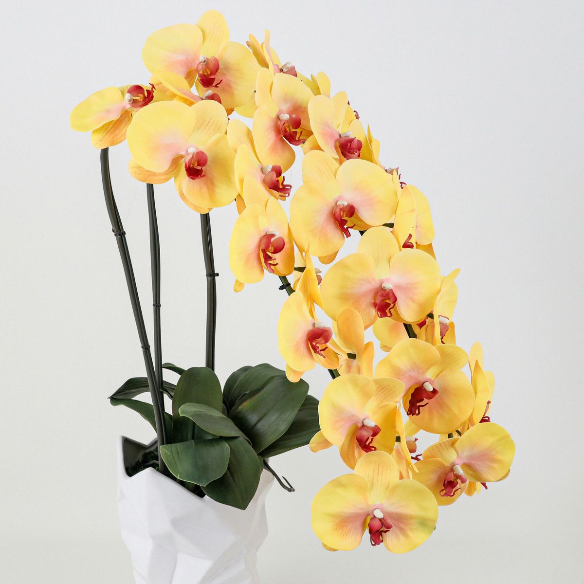 胡蝶蘭 3本立 はくらん[13]