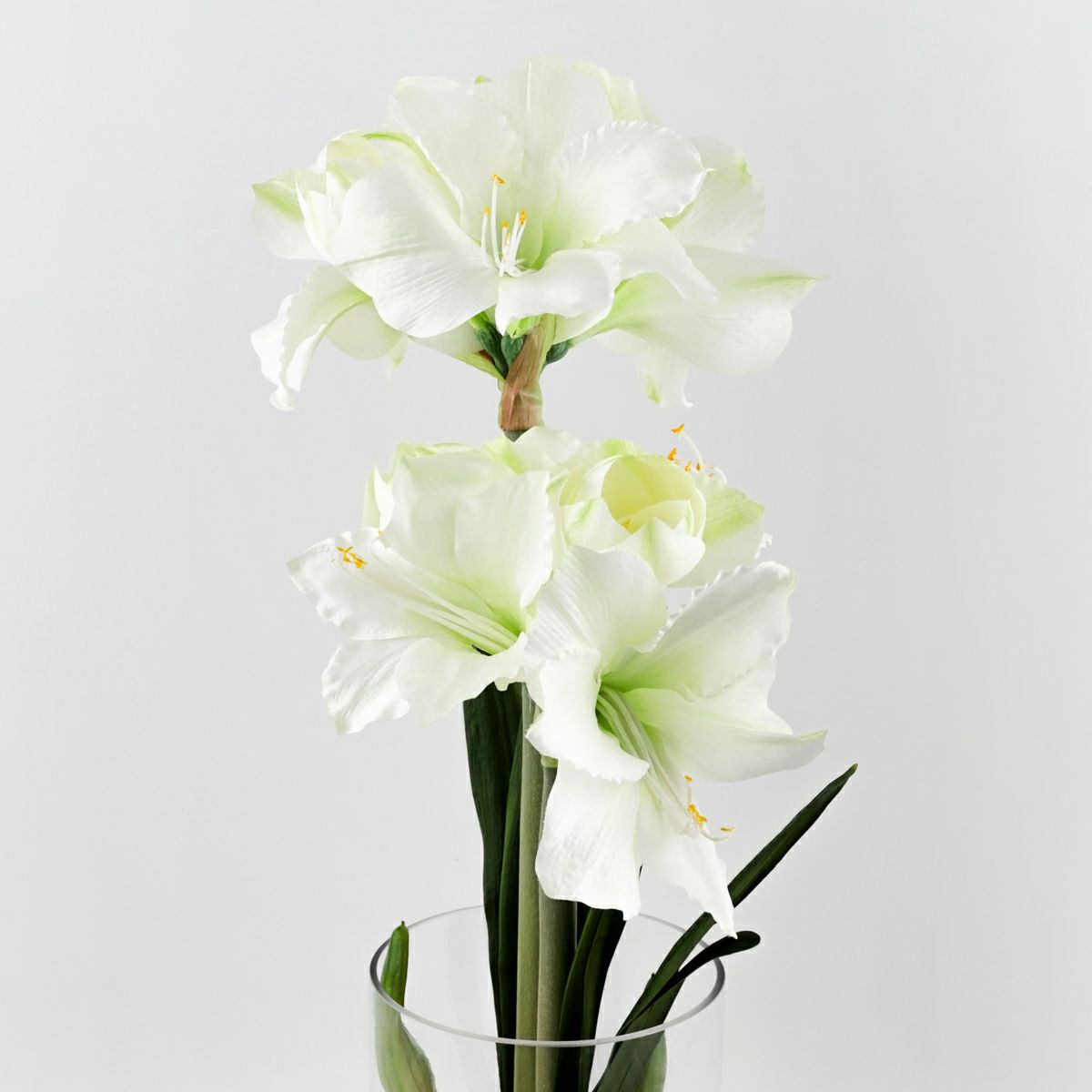 特別価格】 マジックウォーター アマリリスアレンジメント