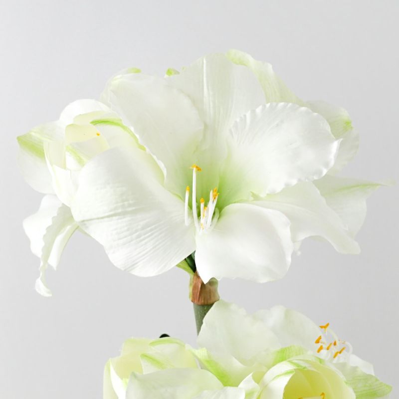 特別価格】 マジックウォーター アマリリスアレンジメント