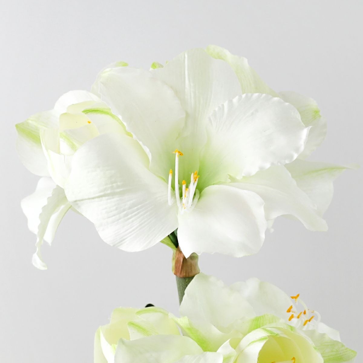 特別価格】 マジックウォーター アマリリスアレンジメント