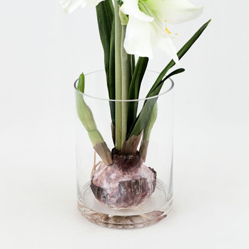 特別価格】 マジックウォーター アマリリスアレンジメント