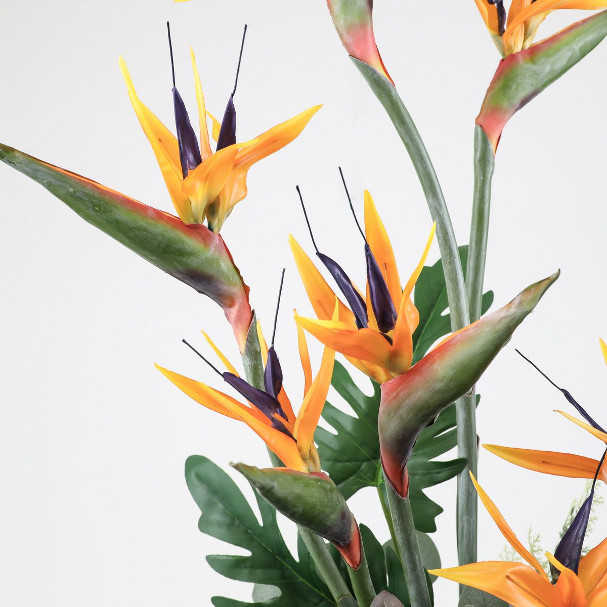 ストレリチア アレンジメント [AT-116]