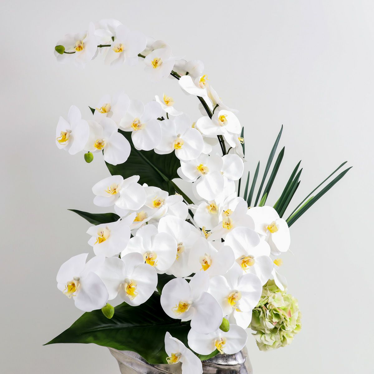 胡蝶蘭 はくらん[20]