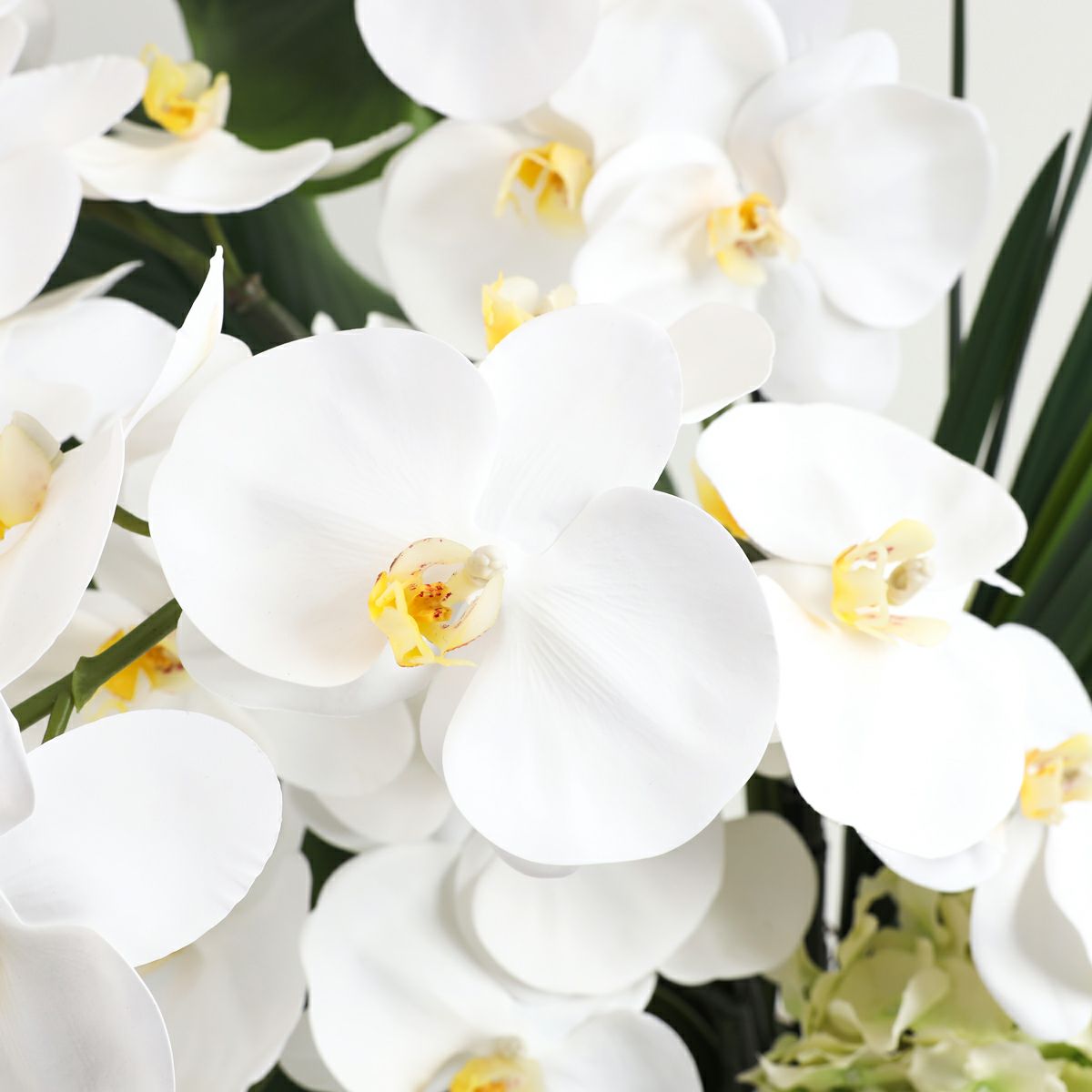 胡蝶蘭 はくらん[20]