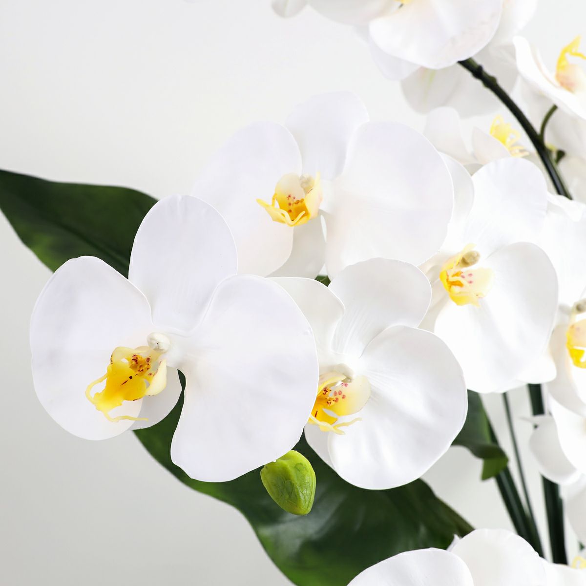 胡蝶蘭 はくらん[20]